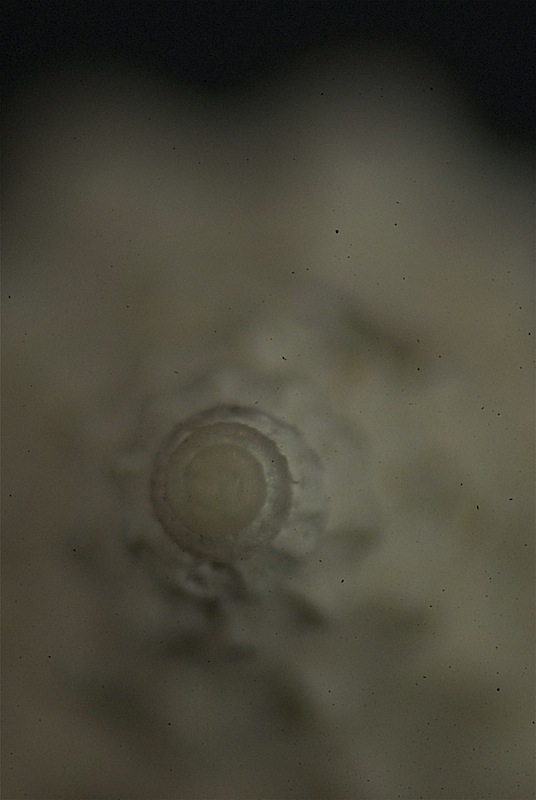 Microfossile 33